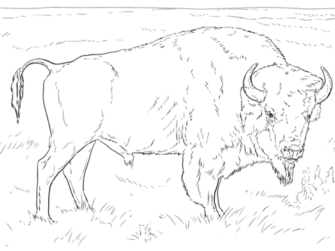 Realistic American Bison Coloring Page